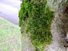 Cryphaea heteromalla