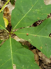 Zopheroteras sphaerula