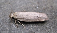 Gonioterma mistrella