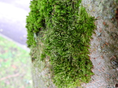 Cryphaea heteromalla