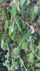 Viburnum rhytidophyllum