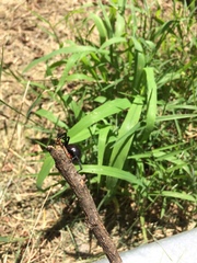 Latrodectus variolus