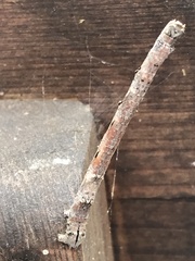 Parallelia bistriaris