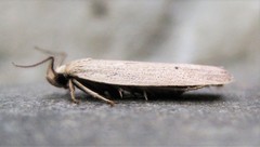 Gonioterma mistrella