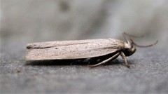 Gonioterma mistrella