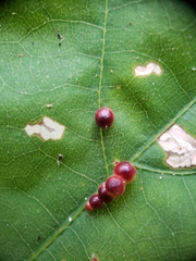 Zopheroteras sphaerula