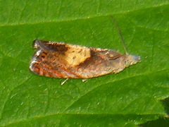 Dichrorampha bittana