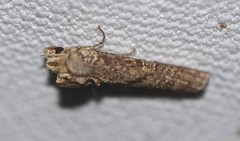 Ortholomia moluccana