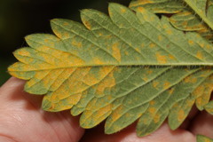 Quasipucciniastrum ochraceum