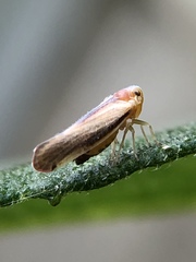 Omolicna uhleri