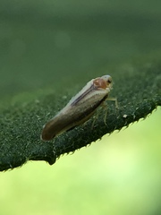 Omolicna uhleri