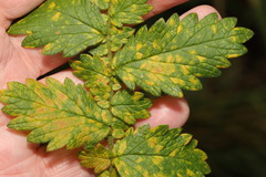 Quasipucciniastrum ochraceum