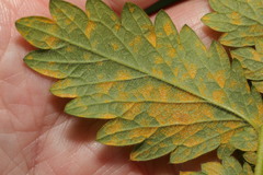 Quasipucciniastrum ochraceum