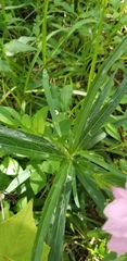 Ruellia simplex image