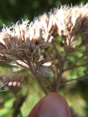 Anthodiplosis eutrochii