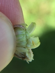 Anthodiplosis eutrochii