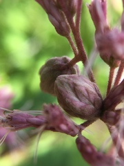 Anthodiplosis eutrochii