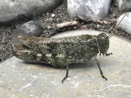 Speckled Buzzing Grasshopper