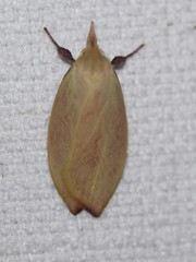 Wingia rectiorella
