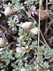Antennaria rosulata