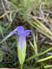 Gentianopsis macounii