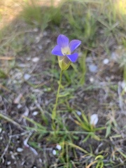 Gentianopsis macounii