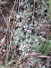 Antennaria rosulata