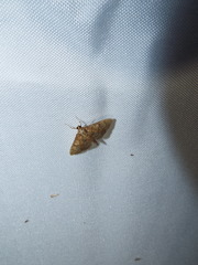 Psara obscuralis