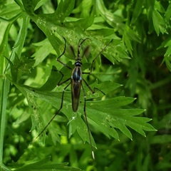 Toxorhynchites rutilus septentrionalis