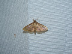 Psara obscuralis