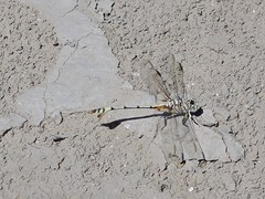 Lindenia tetraphylla