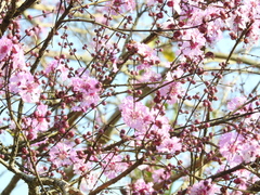 Physocalymma scaberrimum