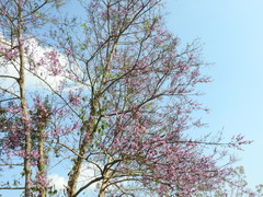 Physocalymma scaberrimum