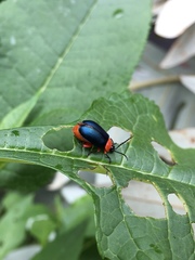Asphaera abdominalis