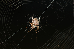 Larinioides ixobolus