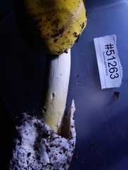 Amanita arkansana
