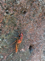 Platydracus vittatus