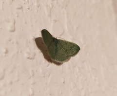 Phaiogramma faustinata