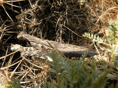 Bolivaria brachyptera