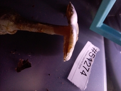 Amanita elliptosperma