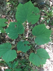 Vernicia fordii