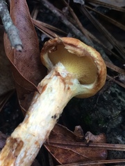 Suillus decipiens