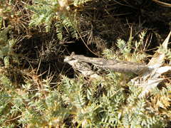 Bolivaria brachyptera