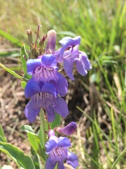 Penstemon leiophyllus