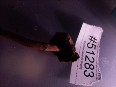 Leucoagaricus brunnescens