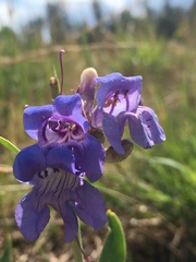 Penstemon leiophyllus
