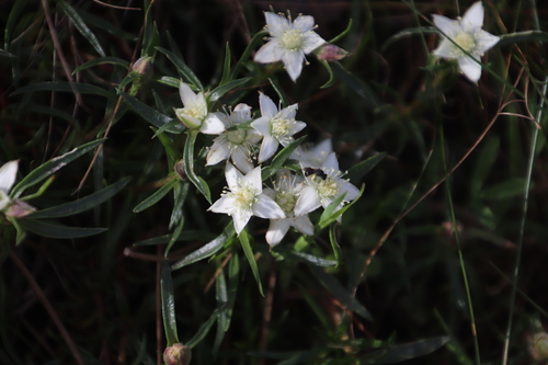 Image of Aizoon sarmentosum by (c) Tony Rebelo, some rights reserved (CC BY-SA)