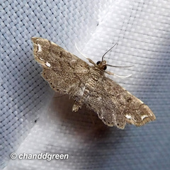 Neomusotima fuscolinealis