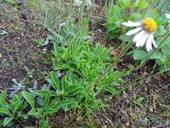 Aster alpinus vierhapperi