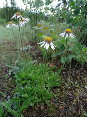 Aster alpinus vierhapperi
